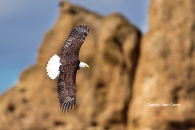 Bald-Eagle;Eagl2e;Flying-Bird;Haliaeetus-leucocephalus;Photography;action;active